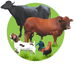 Agrovets POS preview